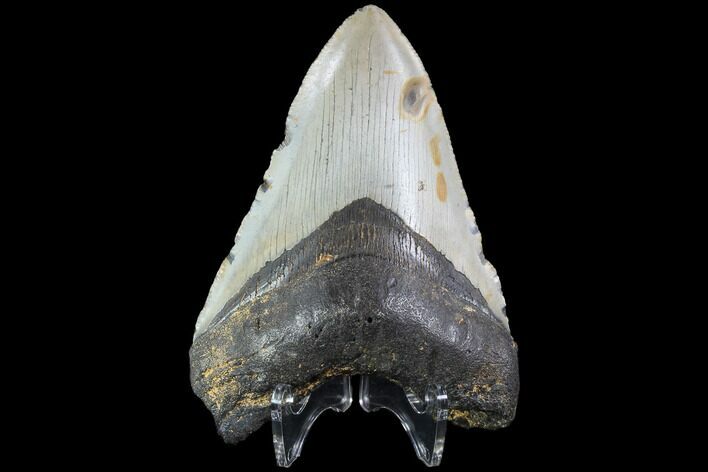 Fossil Megalodon Tooth - North Carolina #86956
